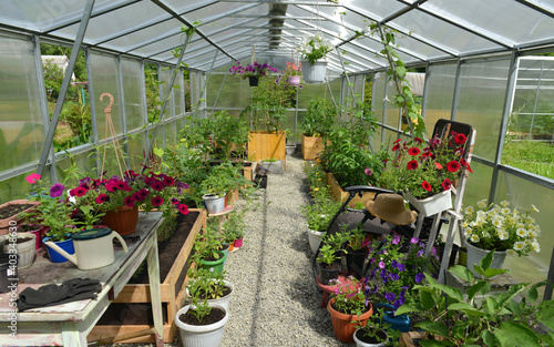 Greenhouse with beautiful petunia flowers, working table, chair and vegetables sprouts.