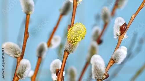 Closeup of willow catkins growing in willow branches, time-lapse