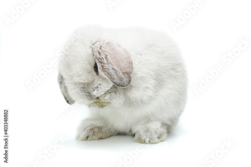 Baby rabbit Holland Lop on a white background.