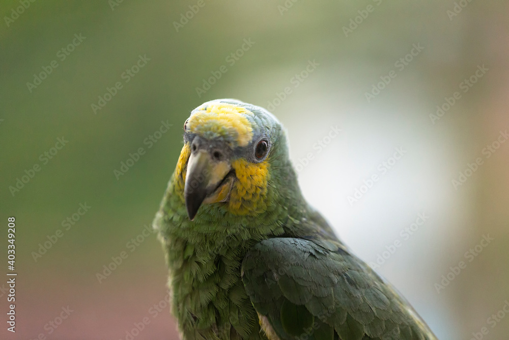 Obraz premium Close-up of Yellow-shouldered Amazon Parrot, Amazona barbadensis with selective focus