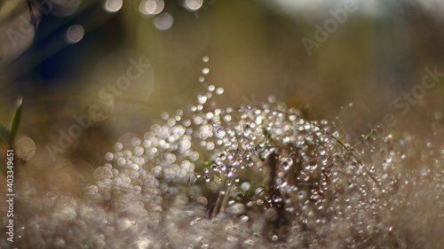  Water droplets on the grass on the bokeh background