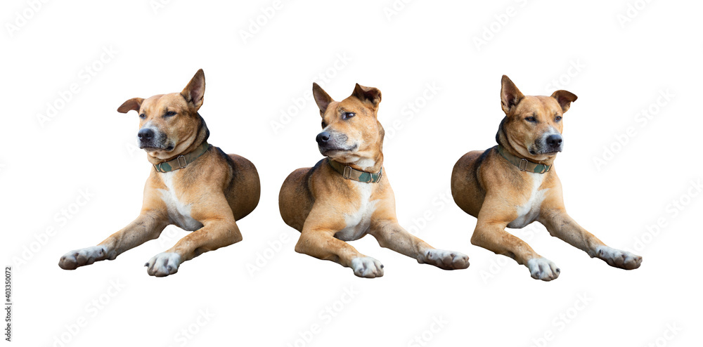 Obraz premium brown dog isolated on white background