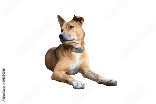 brown dog isolated on white background