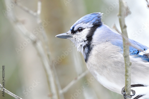 blue jay perched on a branch