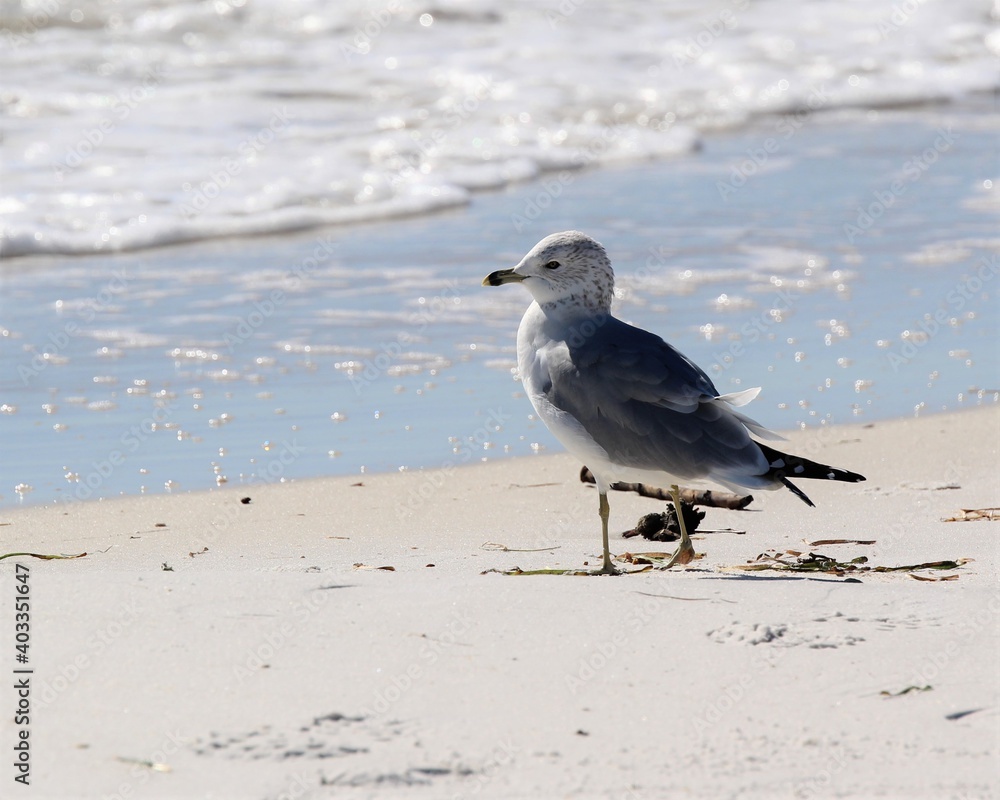 A Seagull on the Beach at St. Andrew's State Park in Florida A Seagull on the Beach at St. Andrew's State Park in Florida