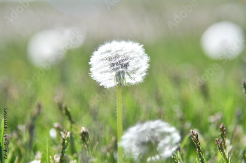 dandelion in grass field