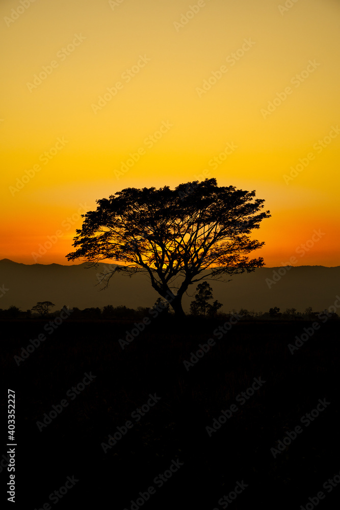 silhouette of a tree at sunset