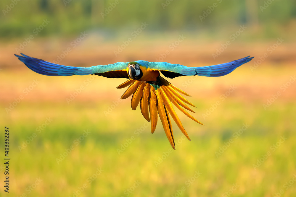Fototapeta premium Macaw parrot fly in dark green vegetation. Scarlet Macaw, Ara macao, in tropical forest