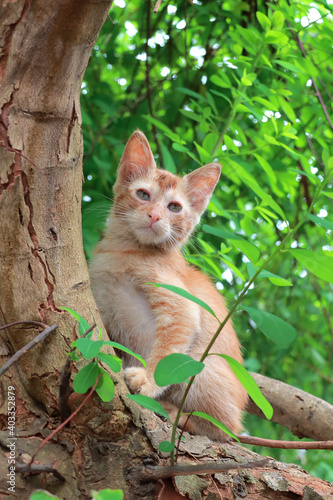 Beautiful kitten on branches tree © shahrilkhmd