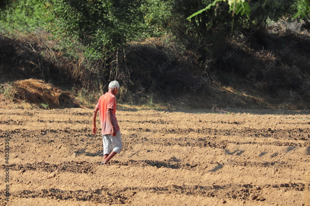 An Indian farmer oversees the sown crop