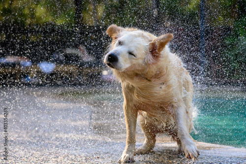 Wet dog shaking water of its coat after having a swim in a pool