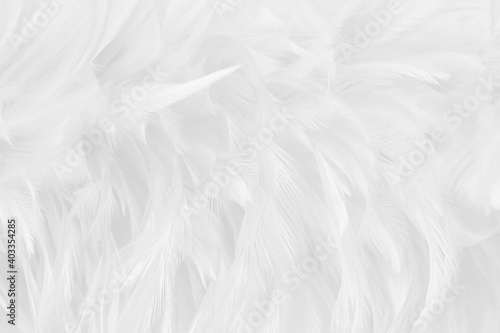 Pattern of white grey feathers texture for background.