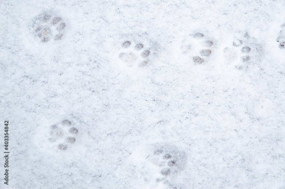 winter background: fresh clean even snow, large snowflakes, cat footprints winter background: fresh clean even snow, large snowflakes, cat footprints