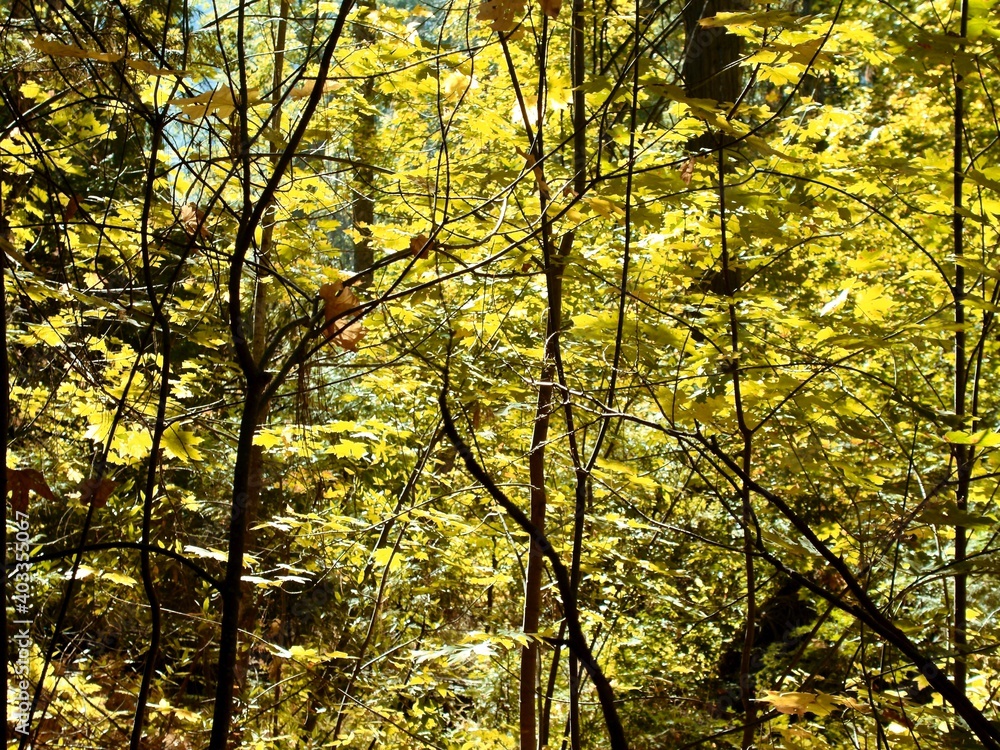 Fototapeta premium Autumn Leaves