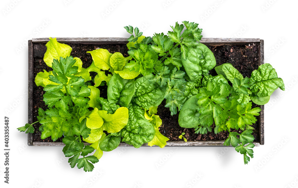 Isolated veggie planter filled with lettuce, spinach and celery. Top