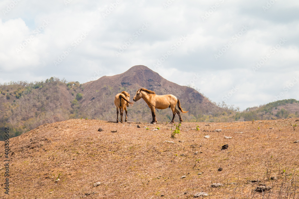 Group of Brown horse at a countryside meadow in Sumba, Indonesia Group of Brown horse at a countryside meadow in Sumba, Indonesia