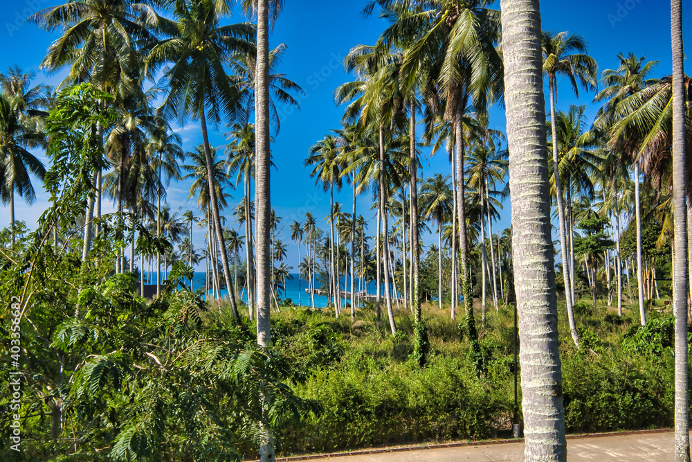 palm trees on the beach in Thailand