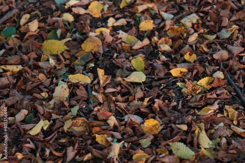 Fallen autumn foliage, background.