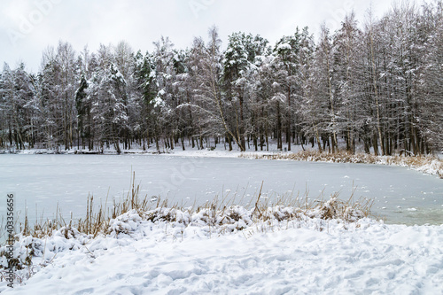 Snow covered pine trees on a cloudy day. Ice covered lakes. Winter landscape in Latvia. Reeds in the foreground and forest on the far bank.