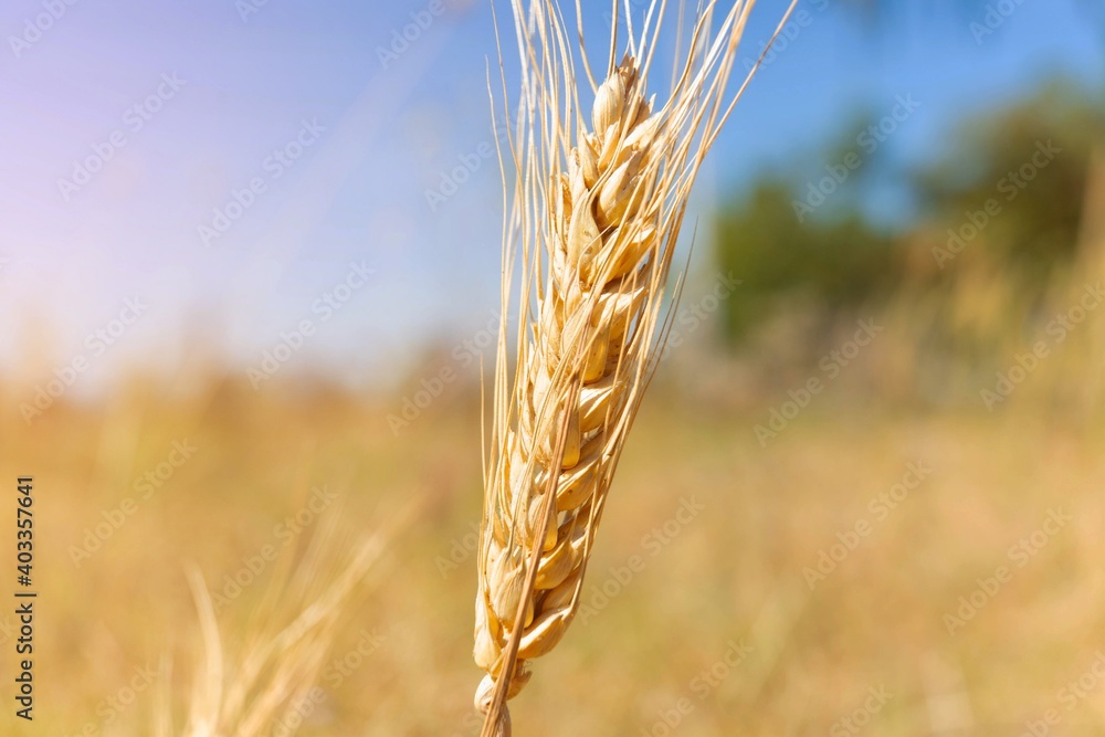 Closeup wheat in harvest season Closeup wheat in harvest season