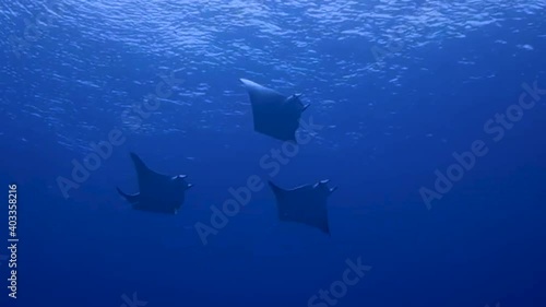 Mantarays swimming near of the surface photo