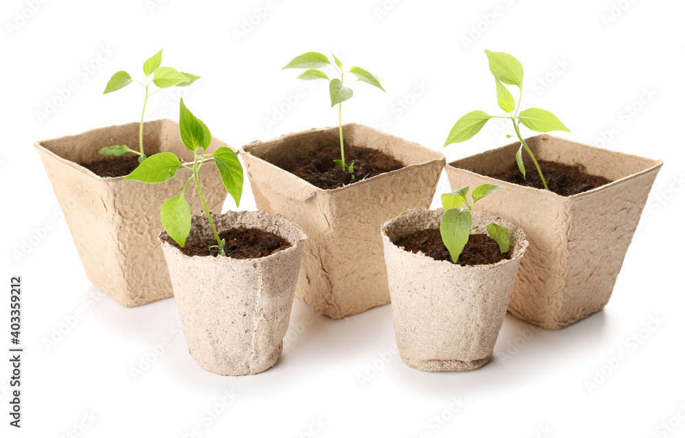 Peat pots with soil and green seedling on white background Peat pots with soil and green seedling on white background
