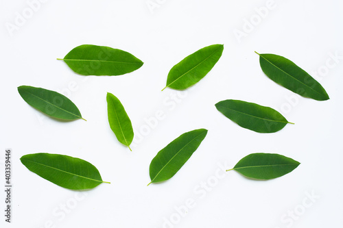 Eucalyptus leaves on white background.  Copy space