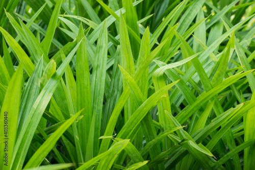 Green leaves, Pandanus has green leaves with a pleasant aroma.
