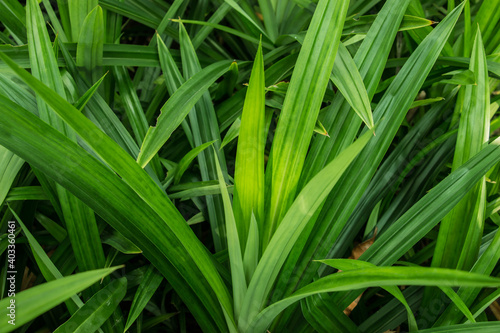 Green leaves, Pandanus has green leaves with a pleasant aroma.