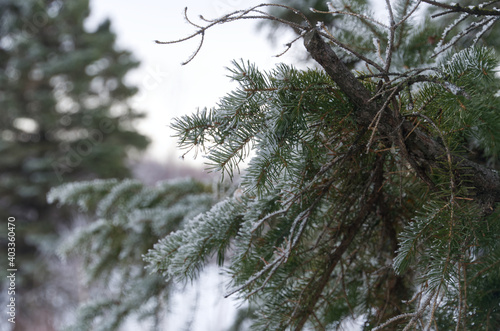 Snow-covered Pine Tree Needles © RiMa Photography