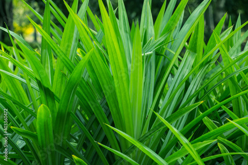Green leaves  Pandanus has green leaves with a pleasant aroma.