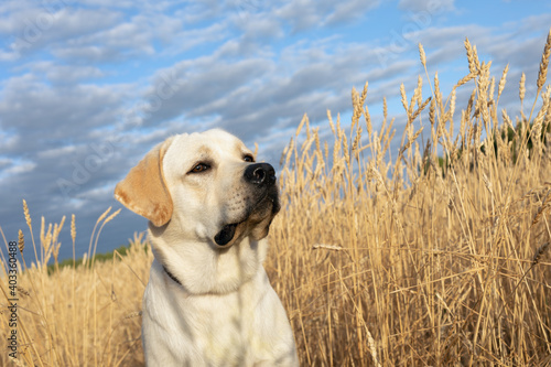 Photo of head of Labrador hound dog in rye wheaten field in morning sun light and sky