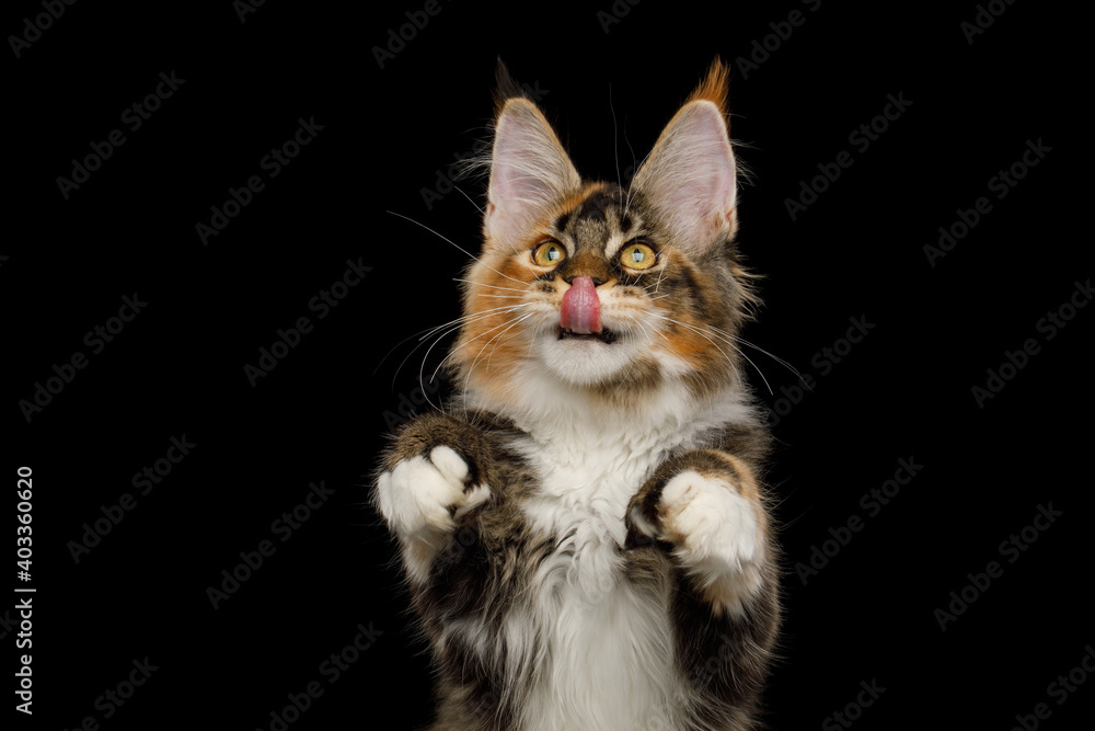 Portrait of Playful Red Maine Coon Cat liking and catching toy his polydactyl paws on Isolated Black Background