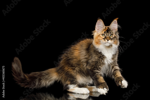 Playful red maine coon cat with polydactyl paws play on Isolated black background © seregraff