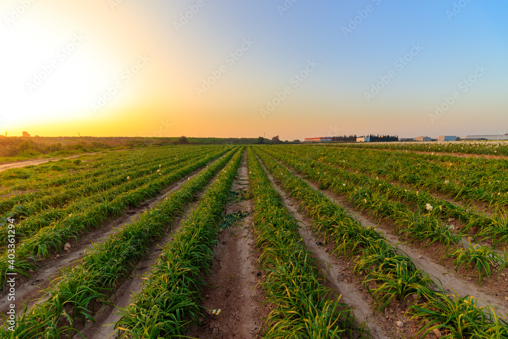 Agricultural field of white daffodils, sunset Agricultural field of white daffodils, sunset