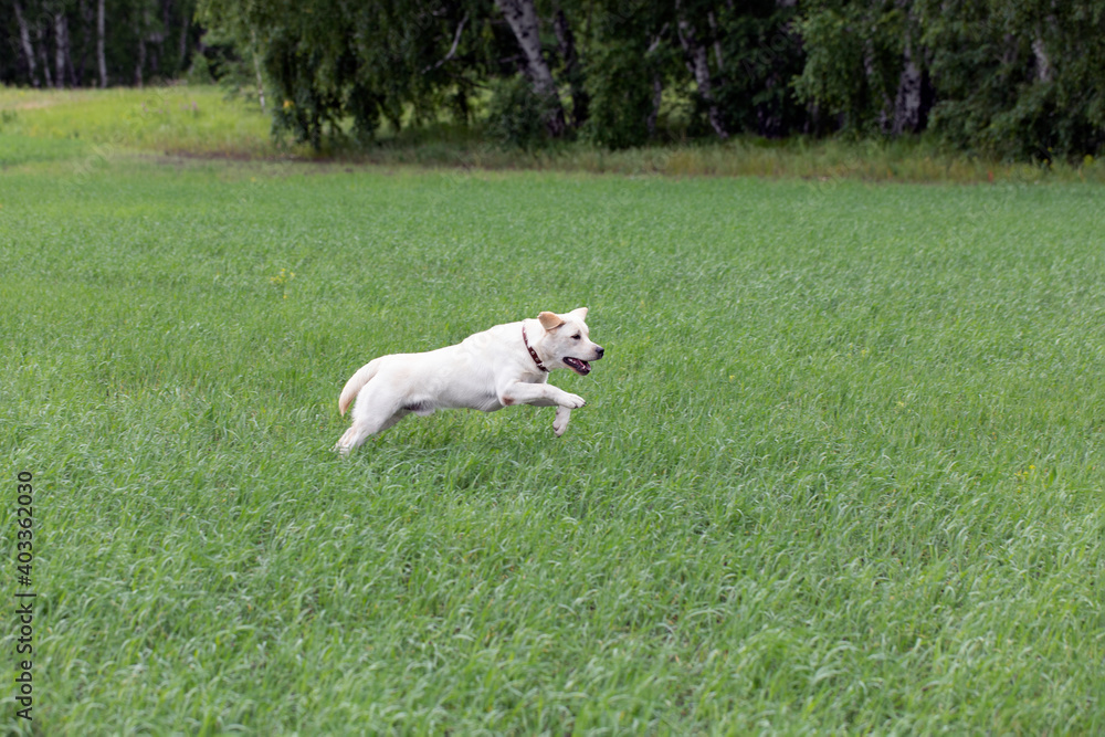 Young Labrador puppy dog playing outside, jumping, walking, running in green meadow. blur in motion Young Labrador puppy dog playing outside, jumping, walking, running in green meadow. blur in motion