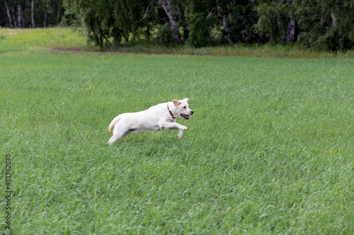Young Labrador puppy dog playing outside, jumping, walking, running in green meadow. blur in motion