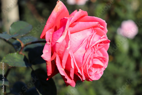 バラ ローズ 薔薇 ガーデン ピンク 明るい