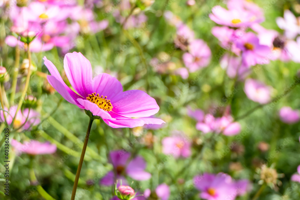 brightly colored cosmos is blooming in the garden. brightly colored cosmos is blooming in the garden.