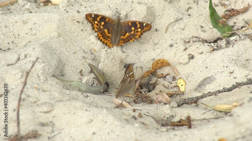 Two butterflies sit close-up on a sandy surface, resting on the sand and sucking moisture from the bottom of the ground with their trunk, before suddenly flying away. photo