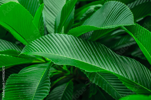 Tropical dark green leaf, large foliage