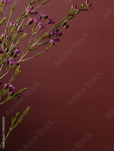 branch of flowers on purple background