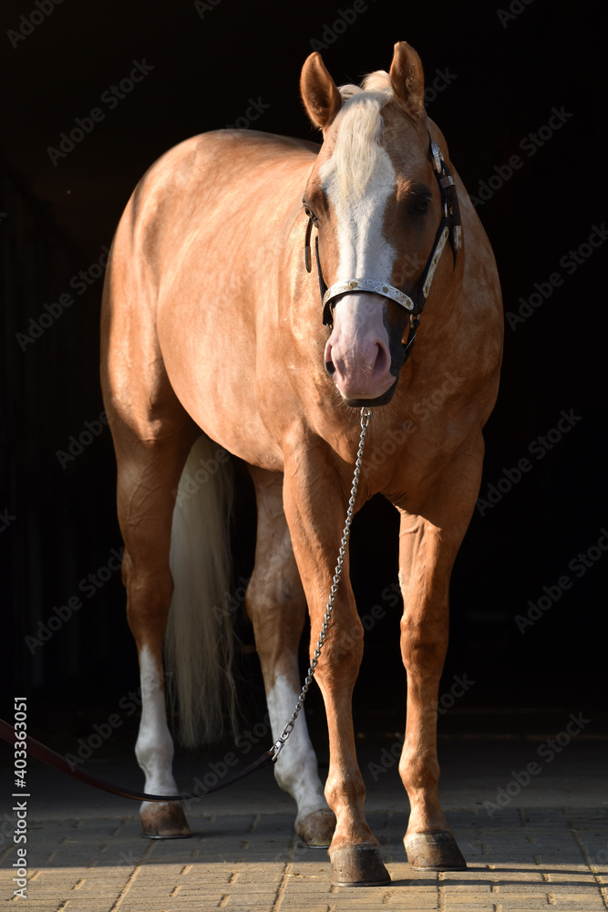 American Quarter Horse
