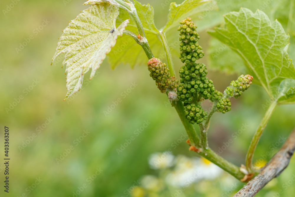Unripe, young wine grapes in vineyard in early summer. Unripe, young wine grapes in vineyard in early summer.
