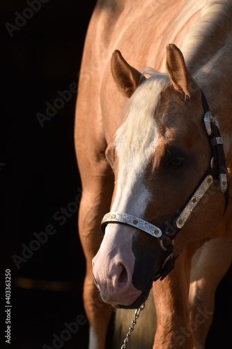 American Quarter Horse