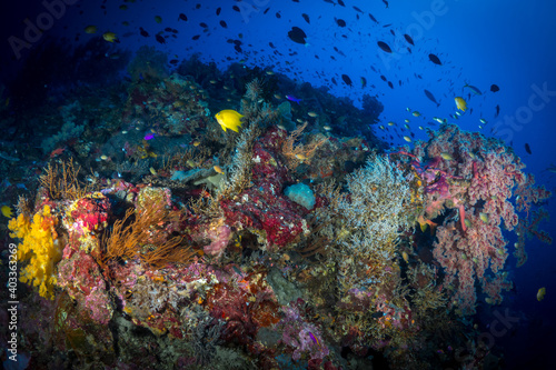 Brightly coloured corals, sea fans and sponges at Indonesian dive site © Mike Workman