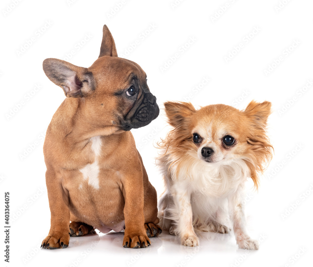 french bulldog and chihuahua french bulldog and chihuahua