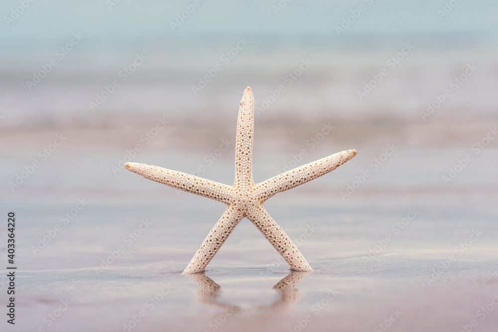 Starfish on sandy beach in summer with sea background Starfish on sandy beach in summer with sea background
