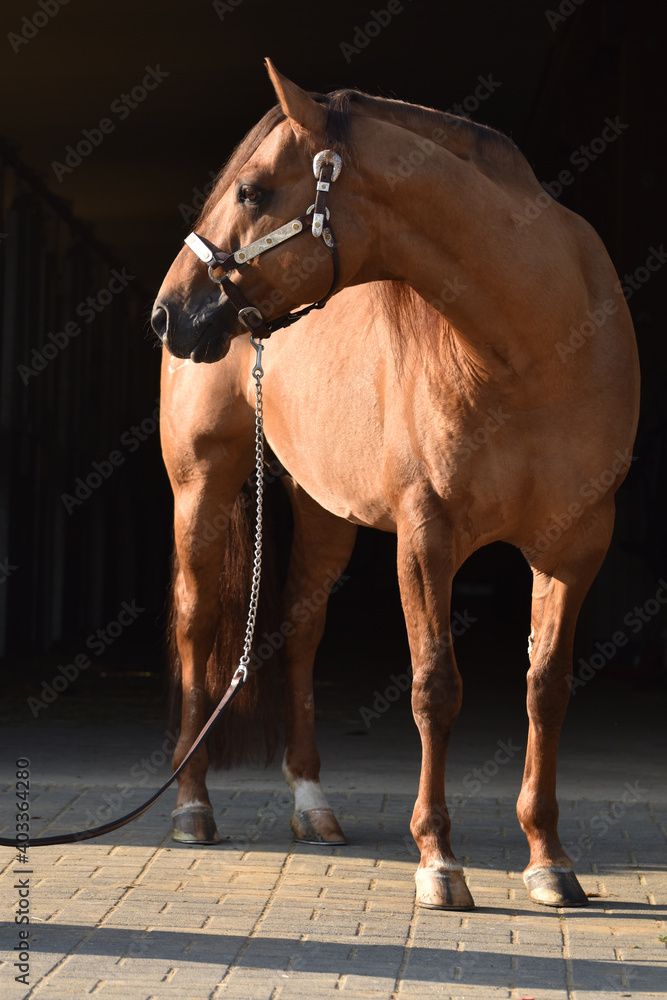 American Quarter Horse