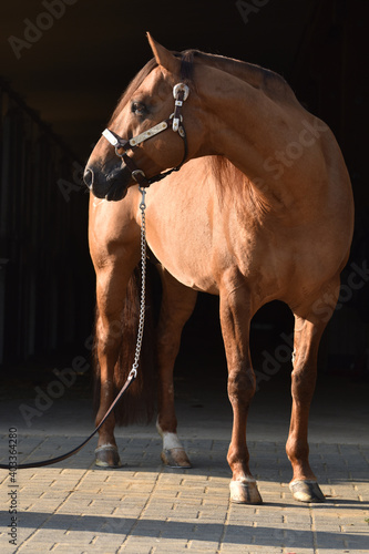 Obraz na płótnie American Quarter Horse w salonie